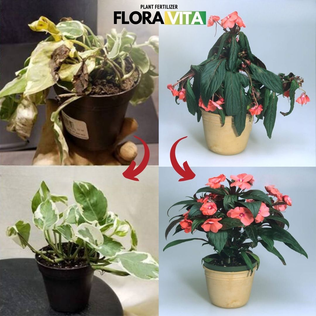 FLORAVITA® REVIVE TUS PLANTAS DESDE LA RAIZ