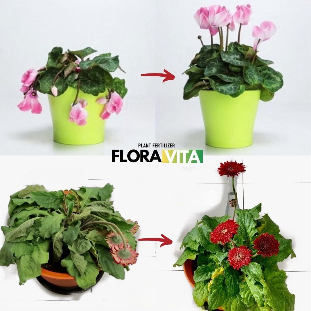 FLORAVITA® REVIVE TUS PLANTAS DESDE LA RAIZ